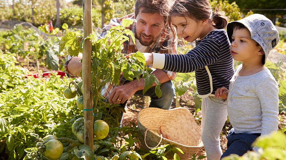 Spend time with your family for wellbeing: gardening to grow your own food